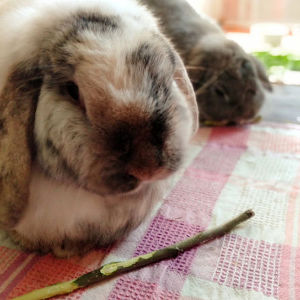 Bunnies treats and chew snacks