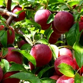 Hawera Plum