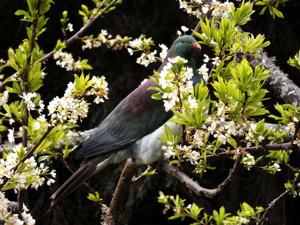 Friendly kereru regularly visit the orchard