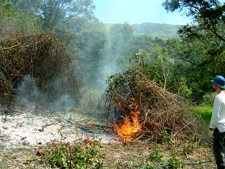 Blackberries (Burning)