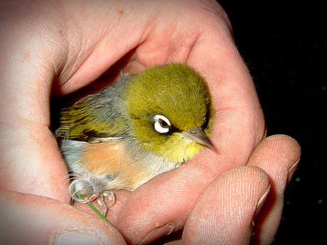 Wax Eye (Silver eye)