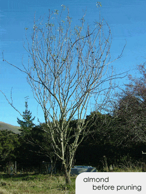 Pruning fruit and nut trees