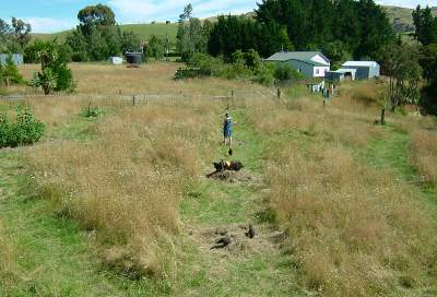 Chooks for weeding and soil enhancement