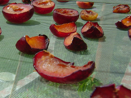 Drying Fruit