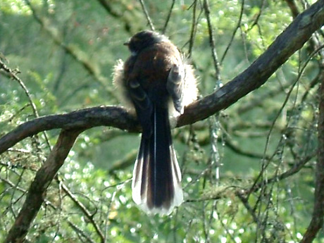 Fantails - Video