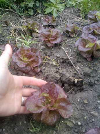 Lettuce inside and out