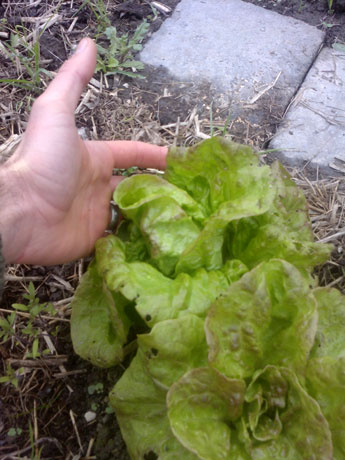 Lettuce inside and out