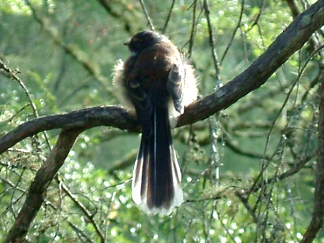 Baby Fantail