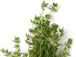 Thyme - The (extra) healthy herb