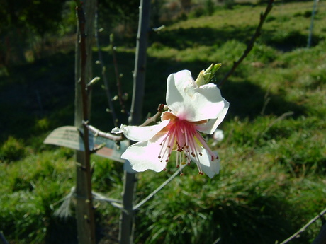 First blossoms of the season