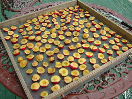 Drying Plums