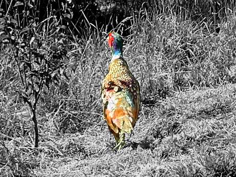 The pheasant