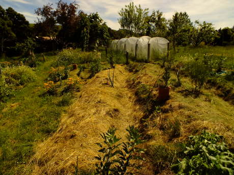 Learn about foodscaping / food forest gardening