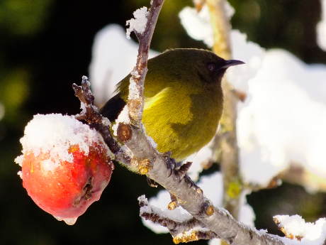 Bellbird in the snow