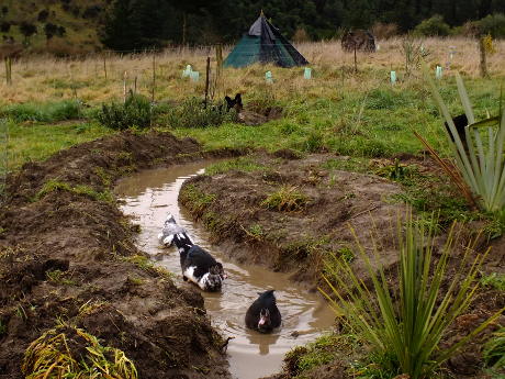 Swales and ducks for a wetter future