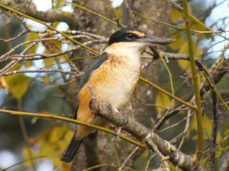 Kingfisher sits in the old plum tree
