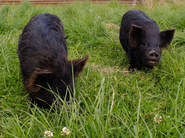 Rota and Mowa the kunekune pigs