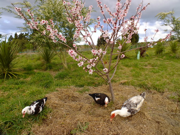 Muskovys under almond