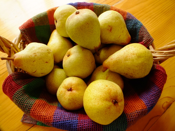 Autumn bounty - pears