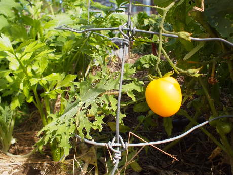 Tomatoes in September