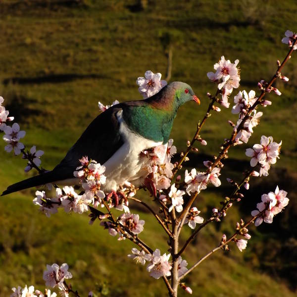 Native pigeon - kereru