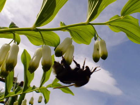 Bumble bee working