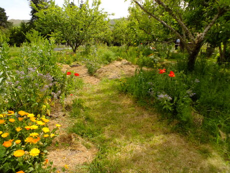 Spring in the garden