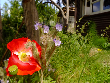 Poppies and phacelia