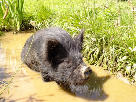 Rota takes a bath in a swale