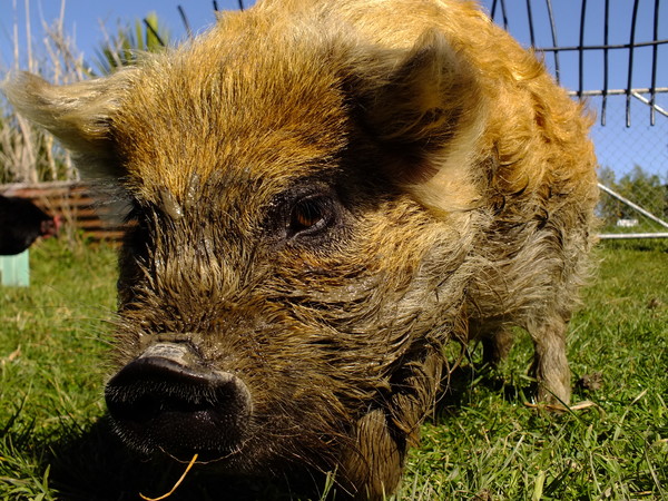 Grubba the ginger pig