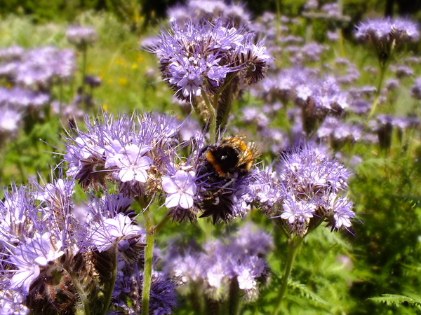 Phacelia seed