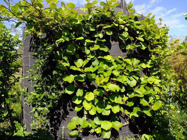 Kiwifruit