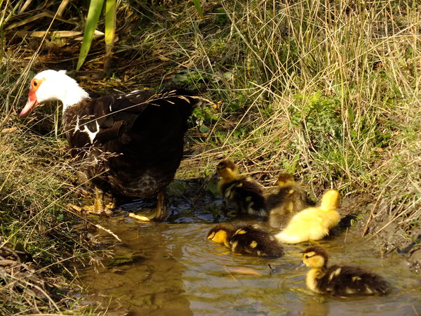 Muscovy ducklings