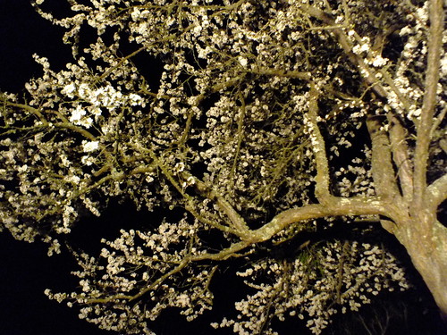 Plum tree blossoms at night