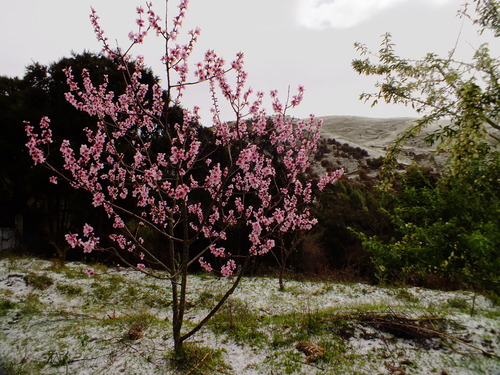 Almond blossom with snow