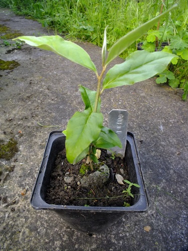 Elaeagnus multiflora