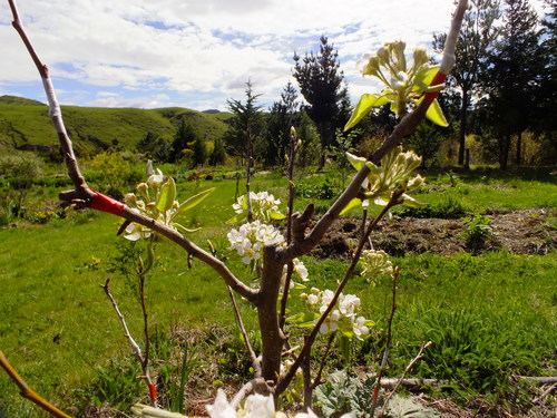Grafting fruit and nut trees