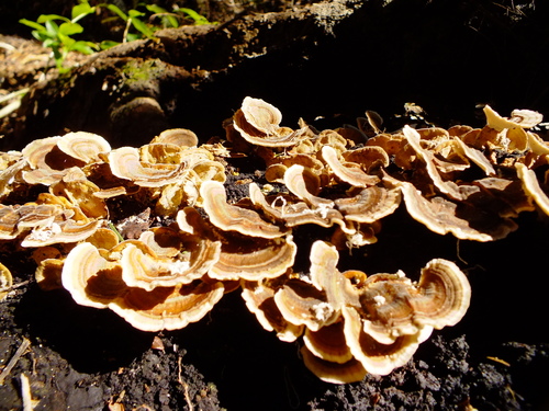 Turkey Tail Mushroom