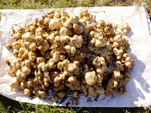 Jerusalem artichoke tubers