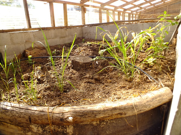 Constructing and working with a chookhouse gardening system