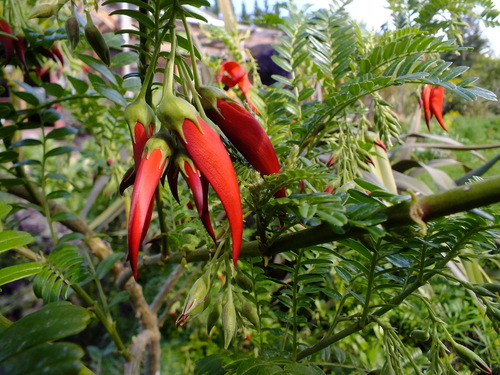 Kakabeak seeds