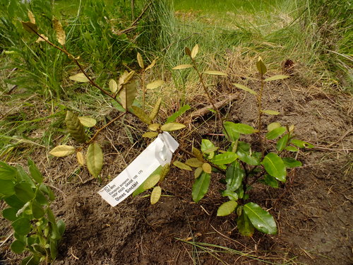 Permaculture In Brittany Forest Garden Windbreak Part 2