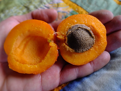Apricot Seedling - Jumbo