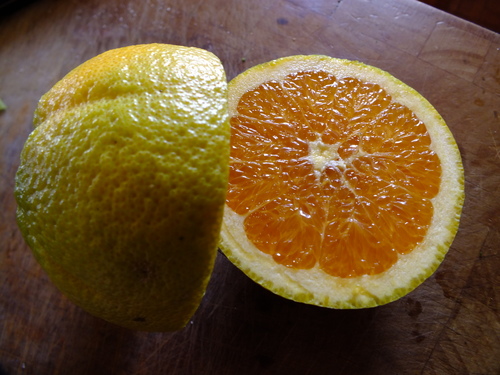 Blood Navel Orange