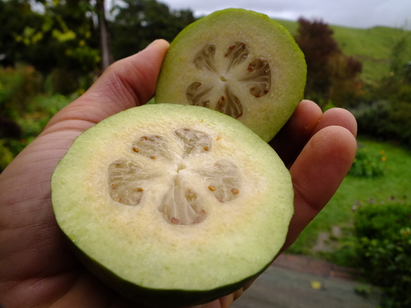 Feijoa