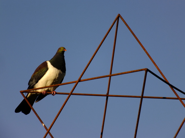 Native Wood Pigeon / Kereru