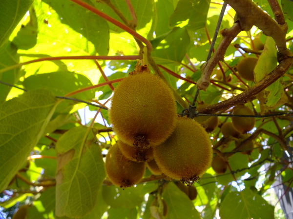 Kiwifruit