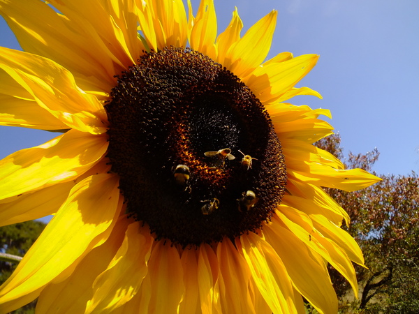 Sunflower Seeds