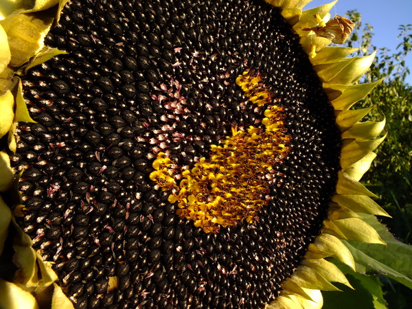 48141_sunflower