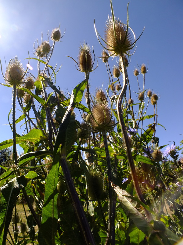 Teasel Seeds